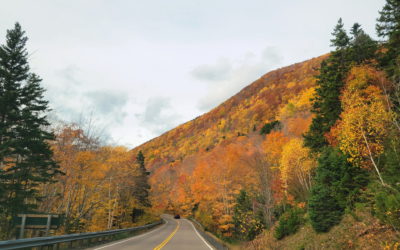 Lessons from the Leaves