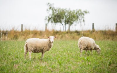 The Lord is my Shepherd