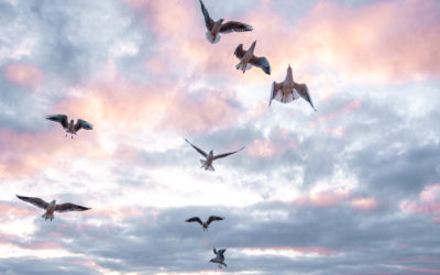 Let ’em Fly!